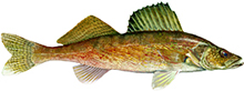 Walleye