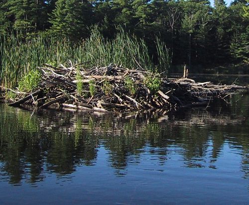 Beaver Lodge