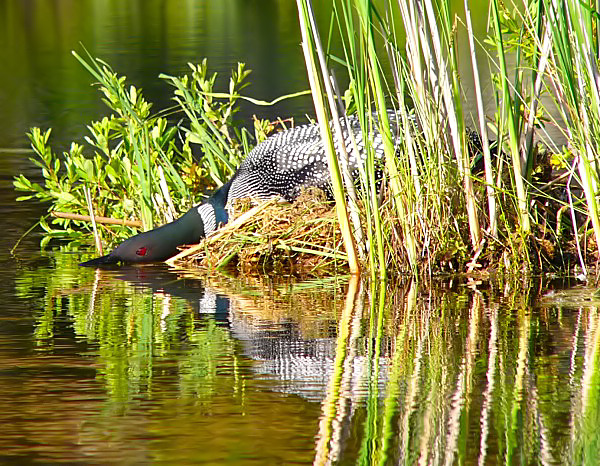 Loon on nest