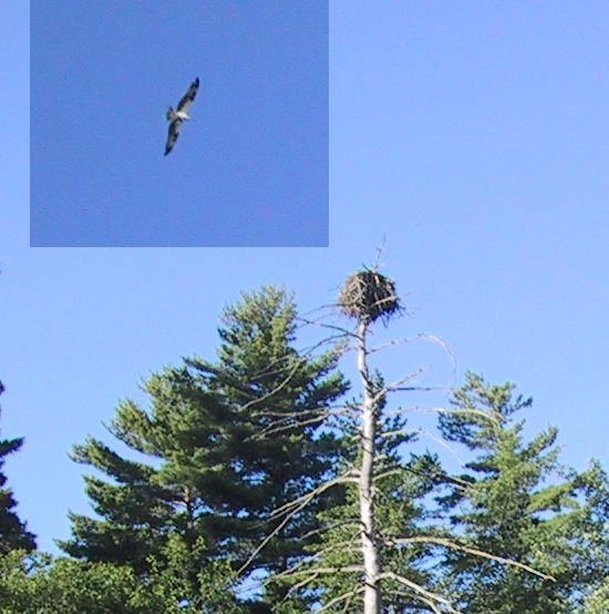 Osprey Nest