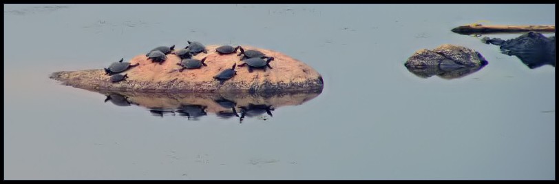 Turtles on rock