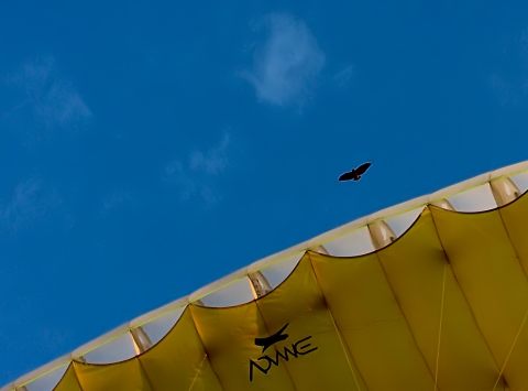 Aguila flying overhead at Aguilas